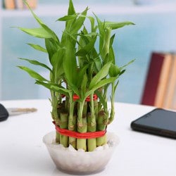 NurseryLive: Upto 40% OFF on Lucky Bamboos Orders