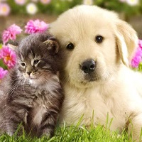 Best Vet Care: Get up to 20% OFF on Products with Auto Order