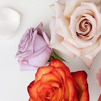 BloomsyBox: Bloomsy Roses Box: Up to 20% OFF