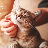 Supertails: Up to 50% OFF on Selected Cat Products