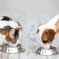 My Pet Sensitivity: Supplements: Up to 40% OFF