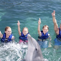 Delphinus: Get Supreme Package from $ 111
