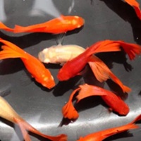 Thailand Betta Fish: Guppy Fish: Up to 30% OFF
