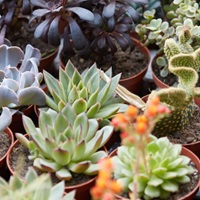Cactus en Ligne: Succulent Plants: Up to 40% OFF