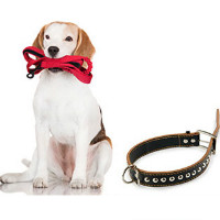 Get up to 60% off Dog Collars & Leashes Orders